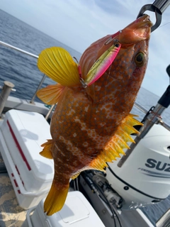 アコウの釣果