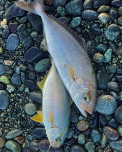 ショゴの釣果