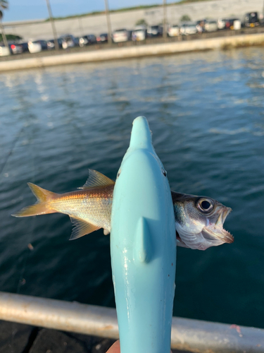 ムツの釣果