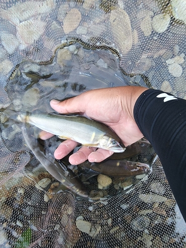 アユの釣果