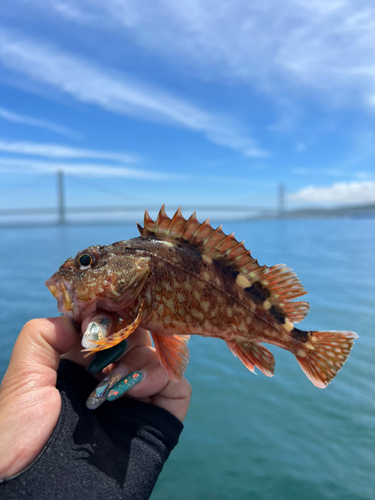 カサゴの釣果