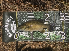 スモールマウスバスの釣果
