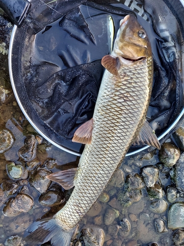 ニゴイの釣果