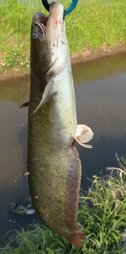 ナマズの釣果