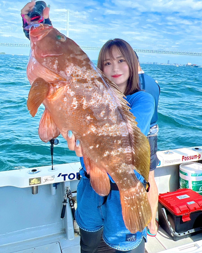 アコウの釣果