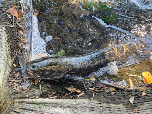 ライギョの釣果