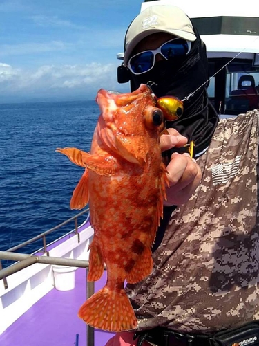 ウッカリカサゴの釣果