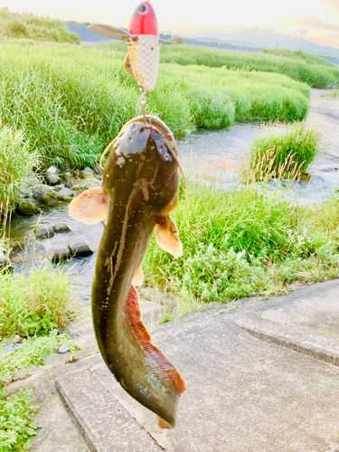 ナマズの釣果