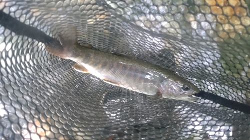 ニッコウイワナの釣果