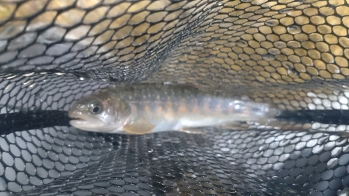 ニッコウイワナの釣果