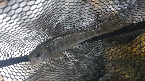 ニッコウイワナの釣果