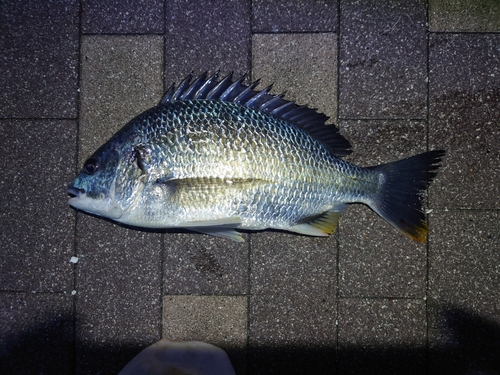 キビレの釣果