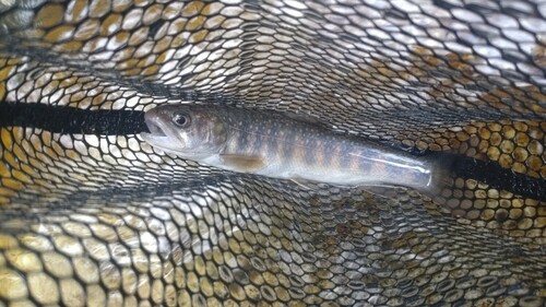 ニッコウイワナの釣果