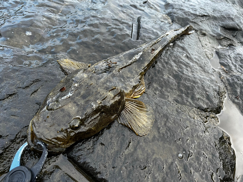 マゴチの釣果