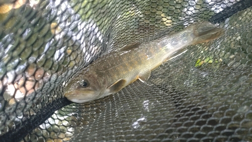 ニッコウイワナの釣果