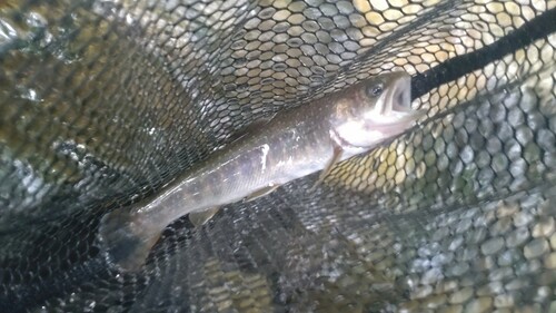 ニッコウイワナの釣果