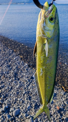 シイラの釣果