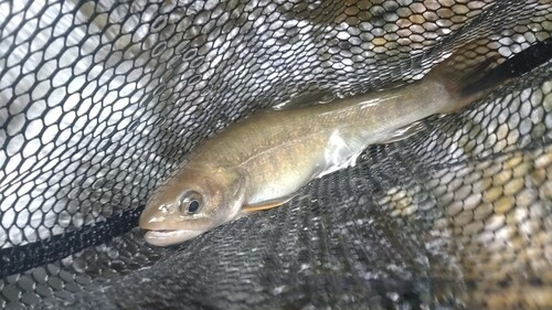 ニッコウイワナの釣果