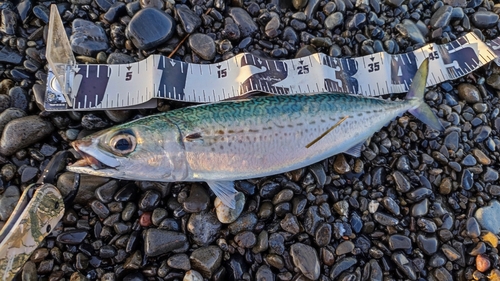 サバの釣果