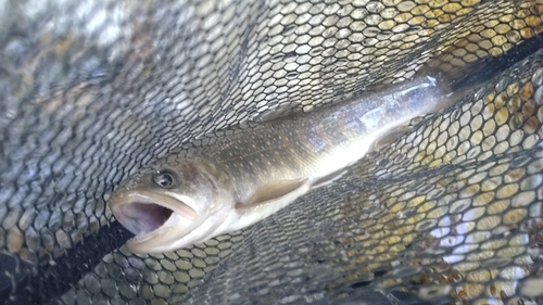 ニッコウイワナの釣果