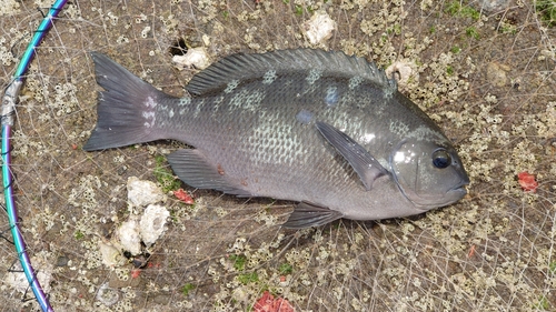 クチブトグレの釣果