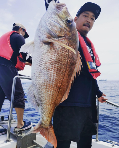 マダイの釣果