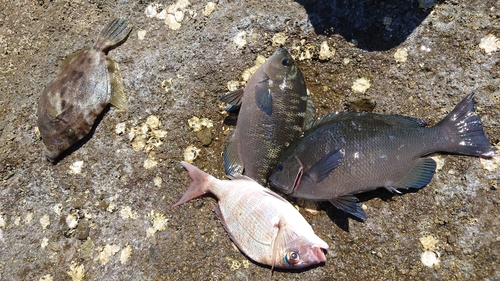 クチブトグレの釣果