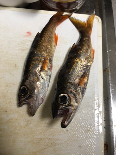 ムツの釣果