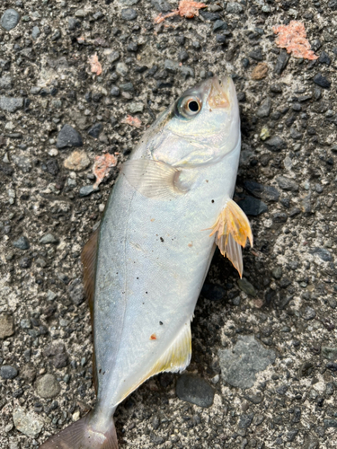 ショゴの釣果