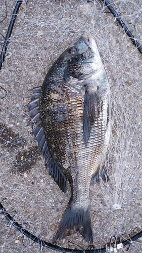 クロダイの釣果