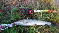 ニゴイの釣果