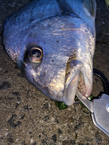 ヘダイの釣果