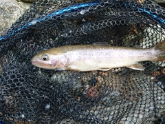 イワナの釣果