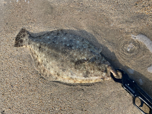 ヒラメの釣果