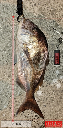 マダイの釣果