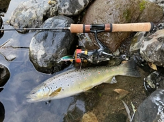 ブラウントラウトの釣果