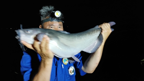 アメリカナマズの釣果