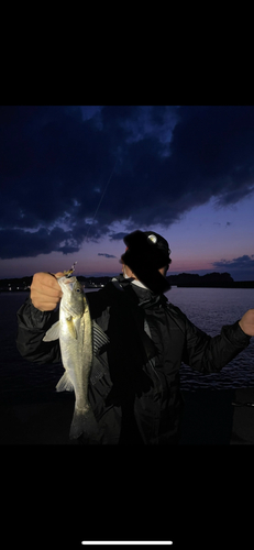 フッコ（マルスズキ）の釣果