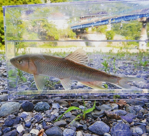 ハスの釣果