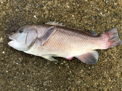 カンダイの釣果