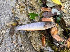 イワナの釣果