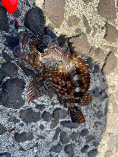 アラカブの釣果