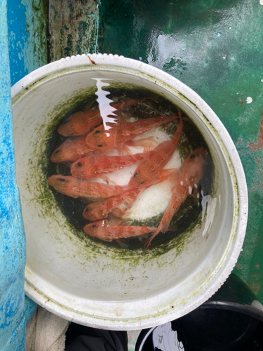 ユメカサゴの釣果