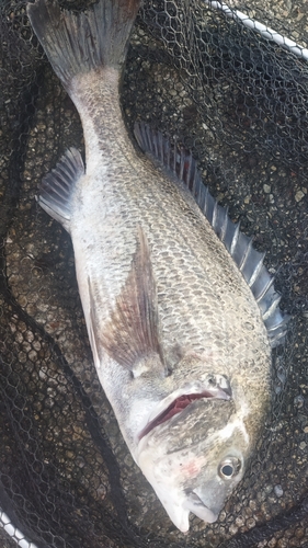 チヌの釣果