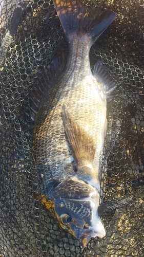 チヌの釣果