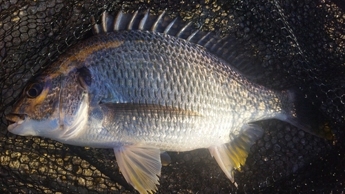 キビレの釣果