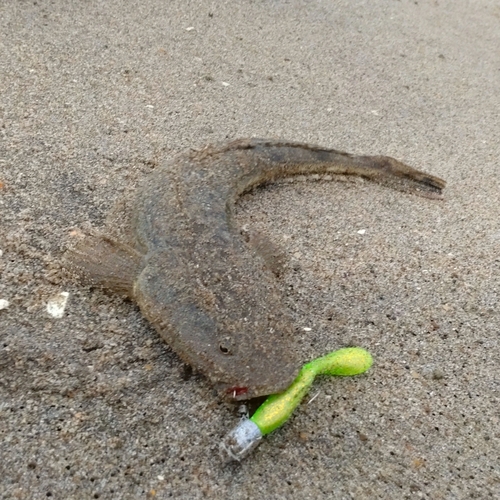 マゴチの釣果