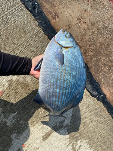 イスズミの釣果