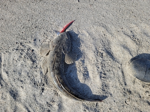 マゴチの釣果