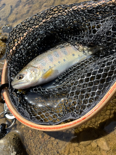 ヤマメの釣果